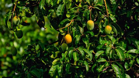  The Origin of the Mango Tree! An Ancient Filipino Story about Nature's Bounty and Divine Deception