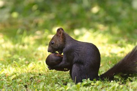 Does Ace Hardware Have a Credit Card? And Why Do Squirrels Love Nuts So Much?