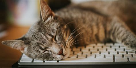 Factors that Damage Computer Hardware Include? And Why Do Cats Always Sit on Keyboards?