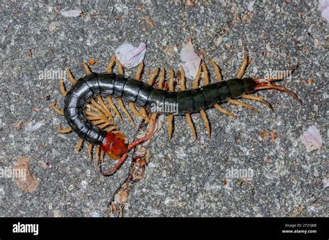  Omukade: The Gigantic Centipede and its Ancient Japanese Warnings!