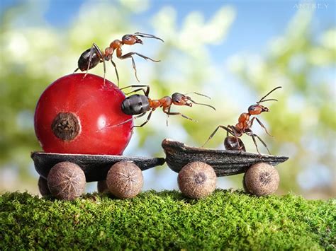  The Amiable Ant - A Tale Of Unexpected Friendship And Shared Prosperity From Ancient Pakistan!