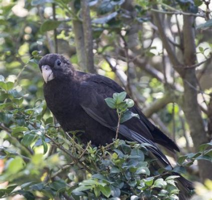  The Black Parrot! – Opowieść o Cieniu i Oświeceniu wKolumbijskim Folklorze