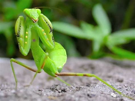  The Praying Mantis: A Journey Through Trickery, Transformation, and the Power of Belief in 9th Century Brazil