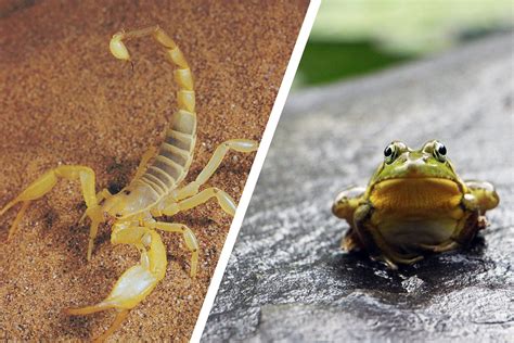  The Story of the Scorpion - A Lesson on Trust, Deceit, and Unexpected Outcomes!