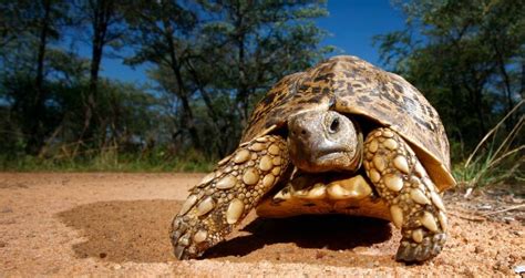  The Tortoise Who Went To Heaven? – A Tale Of Ambition, Humility, and Divine Justice From 14th Century Nigeria