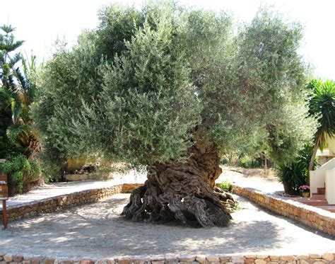  The Undine and the Olive Tree – A Story That Sprouts From Ancient Roots!