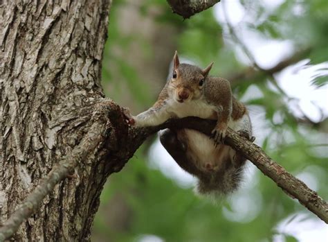 What is the Fine for Flying a Drone in a National Park? And Why Do Squirrels Always Look So Judgmental?